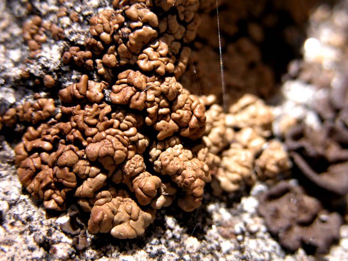 Psora tuckermanii