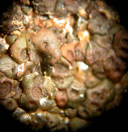 Acarospora veronensis