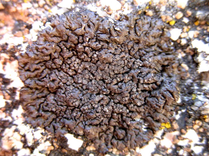 Melanelia tominii