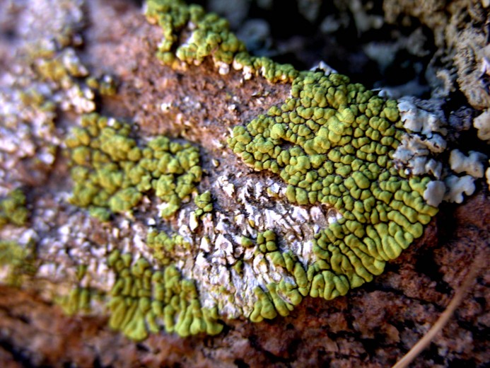 Pleopsidium chlorophanum
