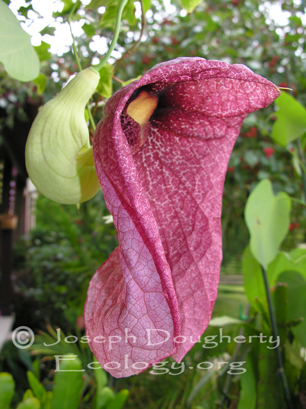 Aristolochia gigantea var. brasiliensis Aristolochia gigantea var. brasiliensis