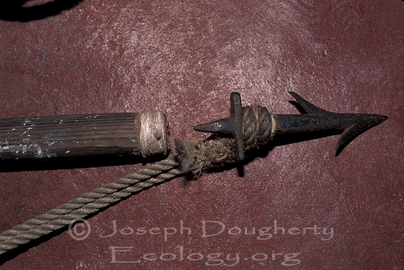 Don Panfilo's manatee harpoon, with detachable tip and sturdy rope. Don Panfilo's manatee harpoon, with detachable tip and sturdy rope.
