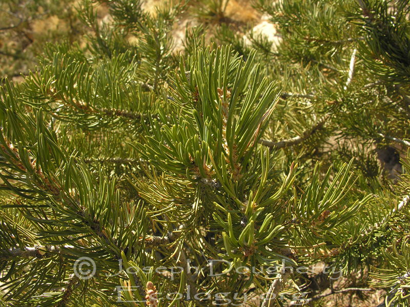 Pinus edulis Pinus edulis