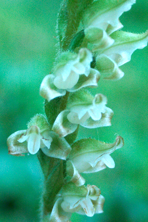 Goodyera oblongifolia
