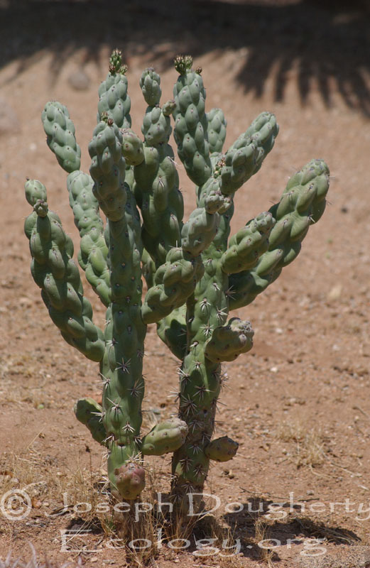 Cylindropuntia fulgida