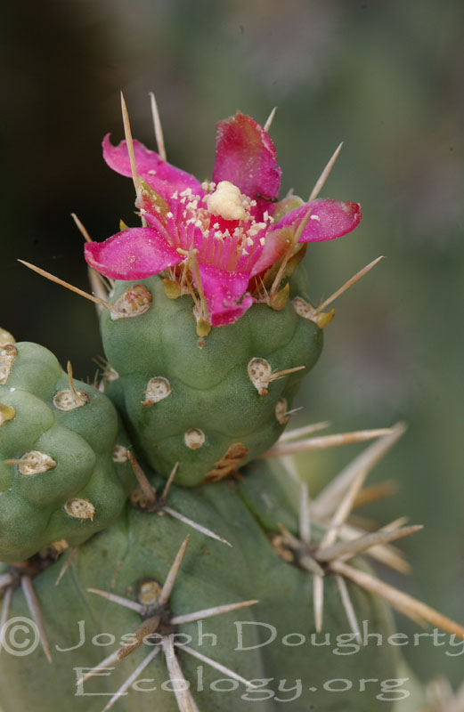 Cylindropuntia fulgida