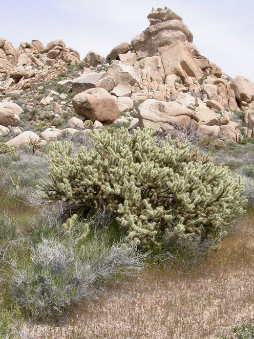 Cylindropuntia acanthocarpa Cylindropuntia acanthocarpa