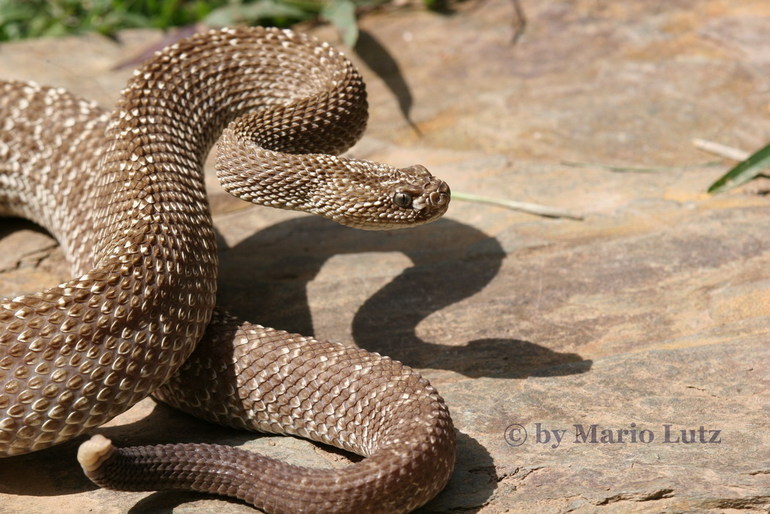 Crotalus vegrandis Crotalus vegrandis