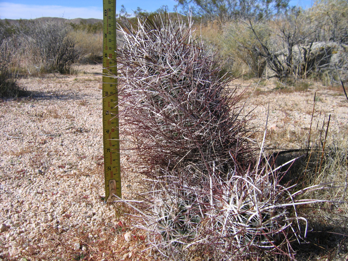 Sclerocactus polyancistrus Sclerocactus polyancistrus