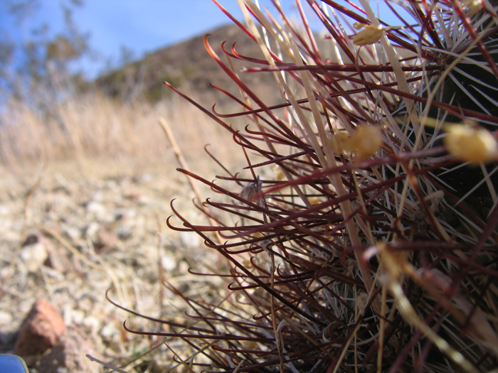 Sclerocactus polyancistrus Sclerocactus polyancistrus