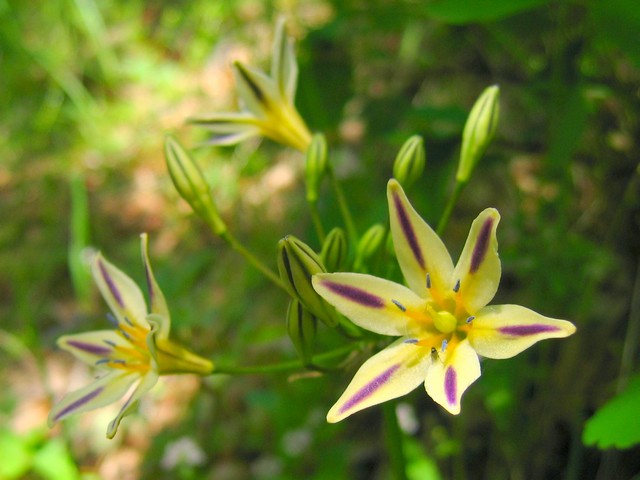 Triteleia hendersonii