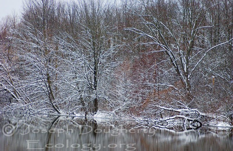 Winter scenery at Geddes Park along the Huron River, in Ann Arbor.