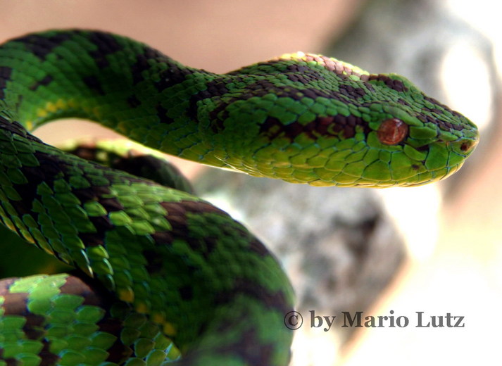 Trimeresurus flavomaculatus