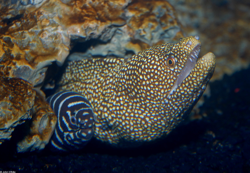 Gymnothorax meleagris