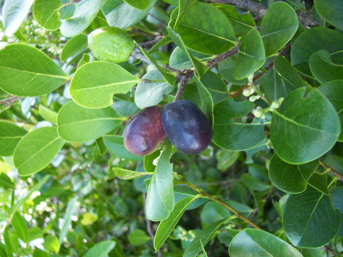 Chrysobalanus icaco (Coco plum) (Chrysobalanus pellocarpus)