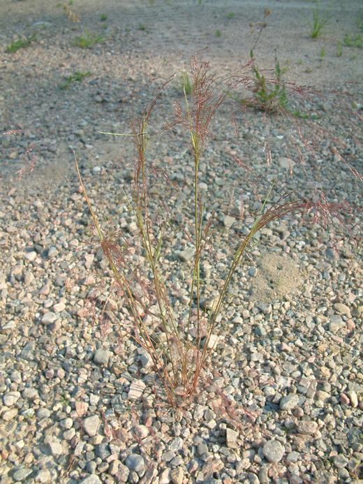 Agrostis scabra