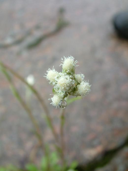 Antennaria howellii ssp. canadensis Antennaria howellii ssp. canadensis