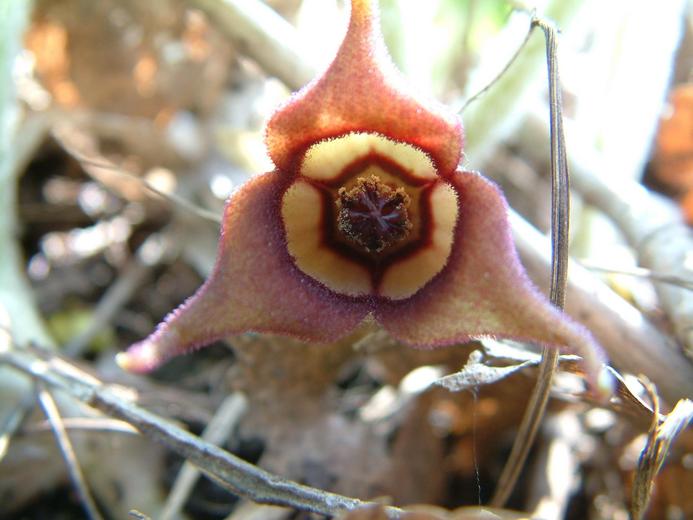 Asarum canadense Asarum canadense