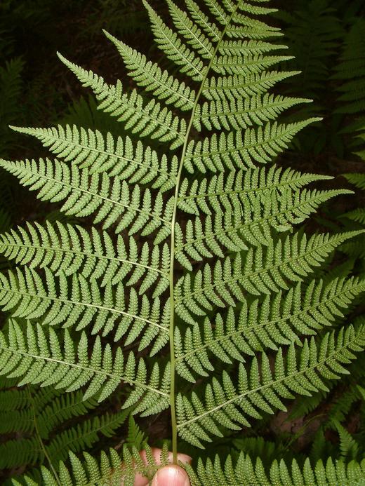 Athyrium filix-femina Athyrium filix-femina
