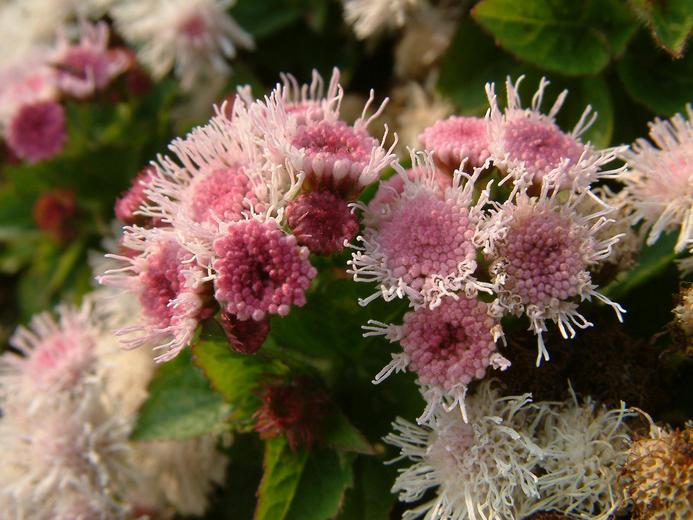 Ageratum houstonianum