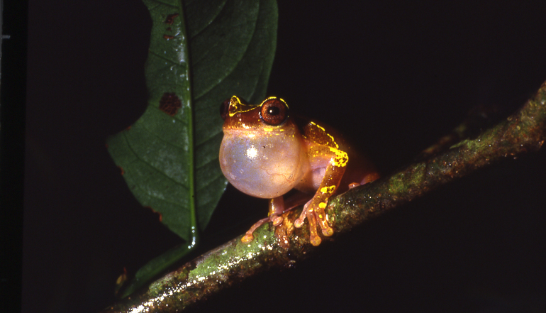 Dendropsophus sarayacuensis