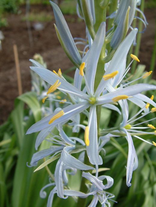 Camassia leichtlinii Camassia leichtlinii