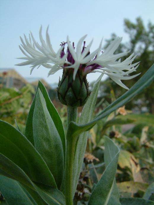 Centaurea montana Centaurea montana