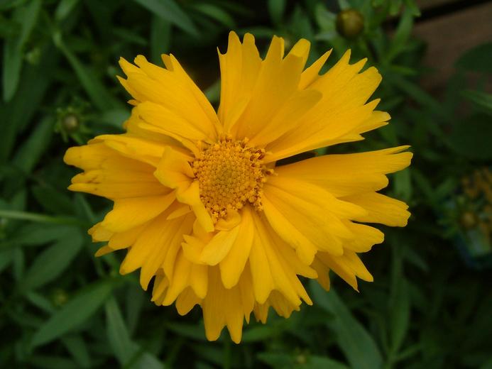 Coreopsis auriculata
