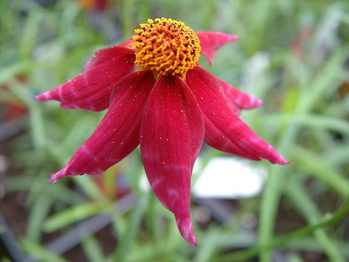 Coreopsis rosea