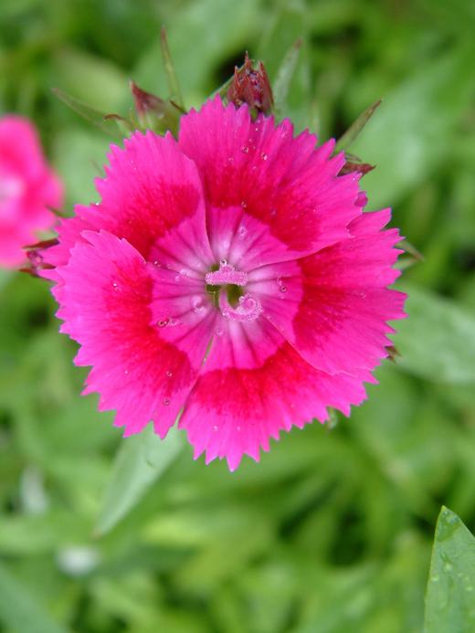 Dianthus sp.