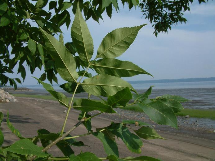 Fraxinus pennsylvanica Fraxinus pennsylvanica