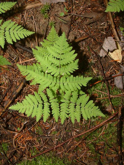 Gymnocarpium dryopteris