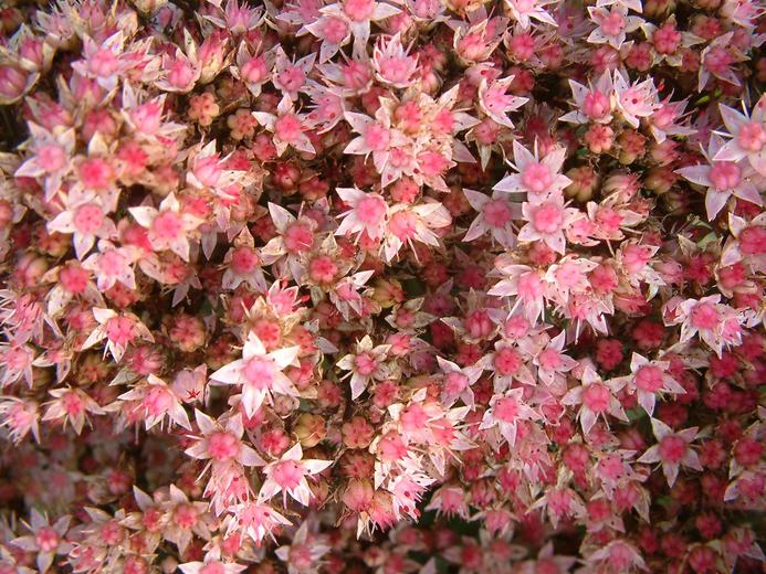 Hylotelephium telephium ssp. telephium