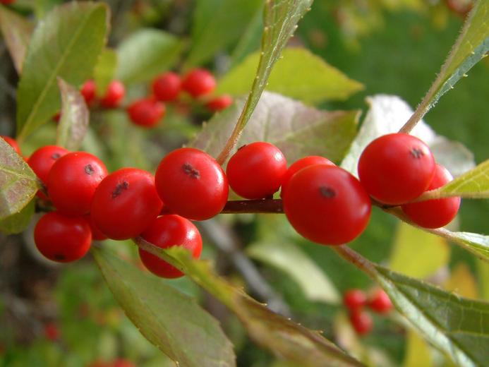 Ilex verticillata (Winterberry holly) (Prinos verticillatus)