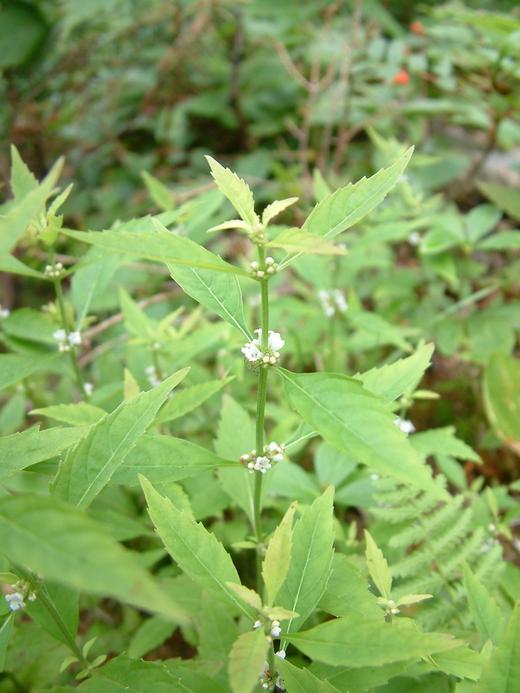 Lycopus uniflorus Lycopus uniflorus