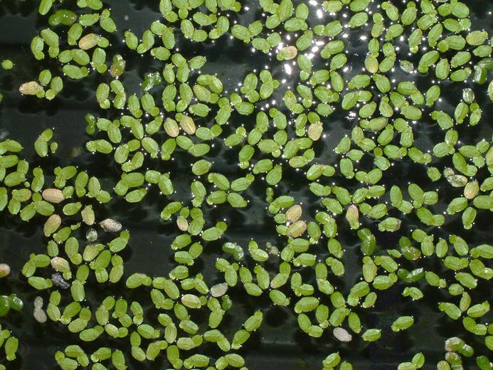 Lemna minor Lemna minor