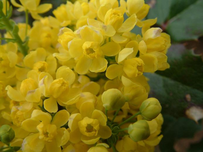 Berberis aquifolium Berberis aquifolium