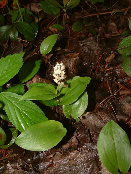 Maianthemum canadense