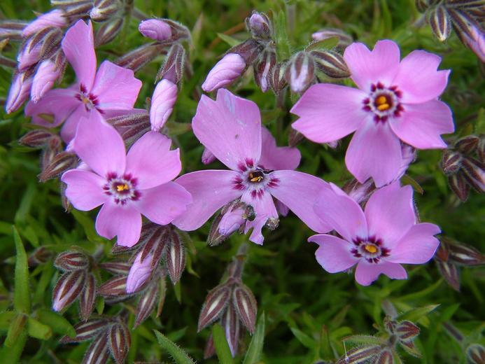 Phlox subulata