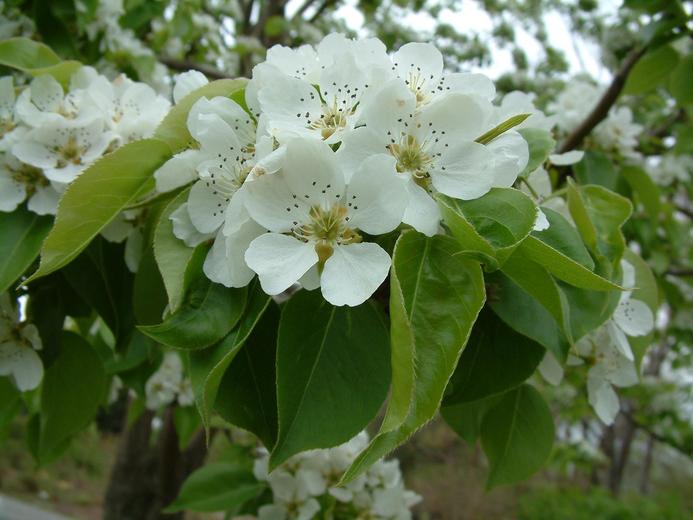 Pyrus betulifolia