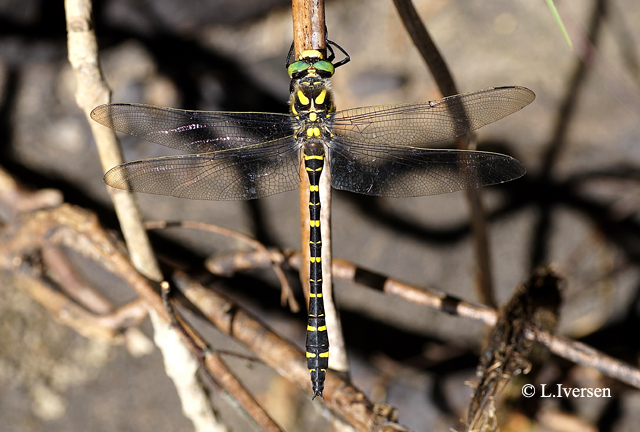 Cordulegaster boltoni