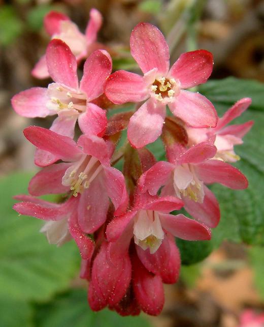 Ribes sanguineum