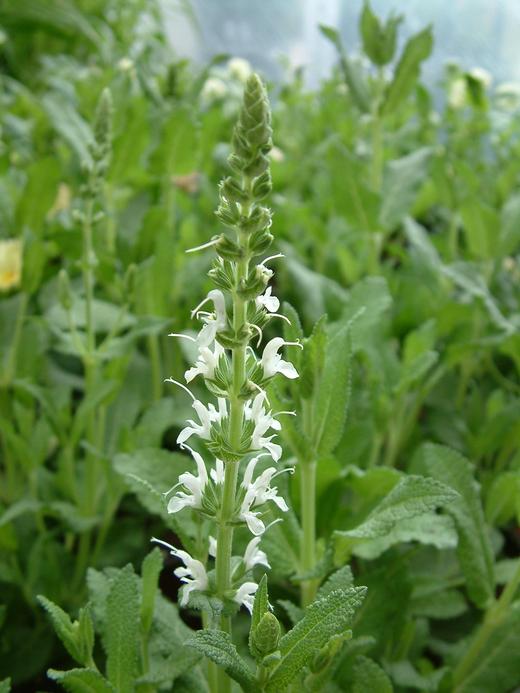 Salvia sp. Salvia sp.