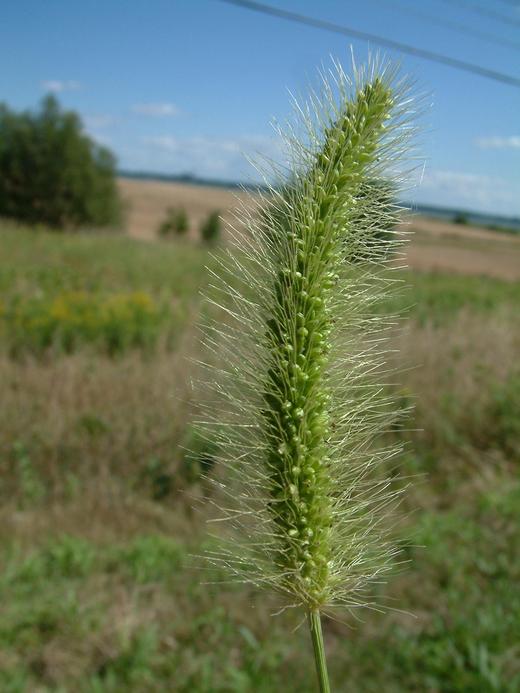 Setaria viridis