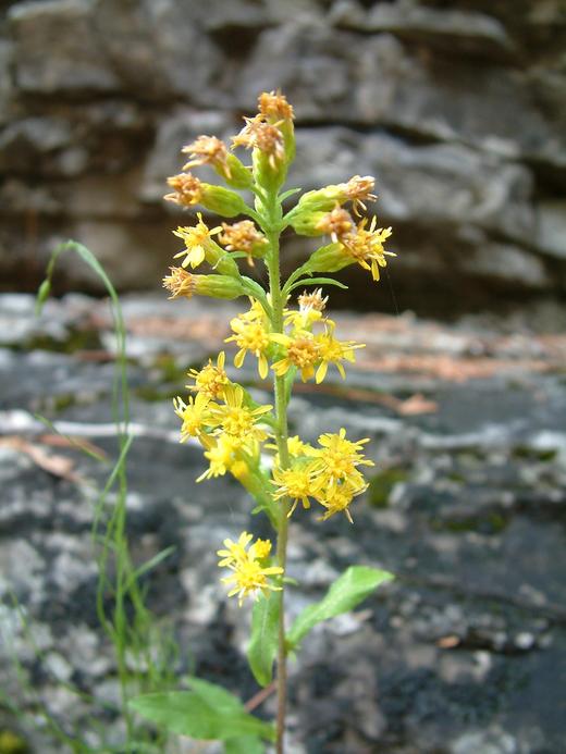 Solidago puberula