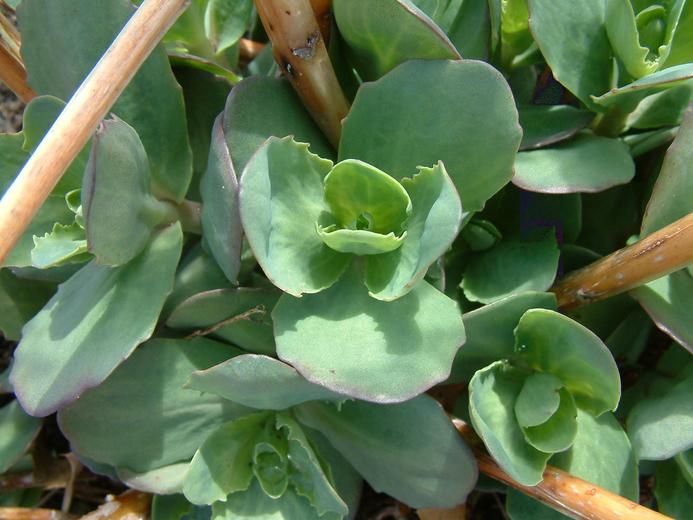 Hylotelephium telephium ssp. telephium Hylotelephium telephium ssp. telephium