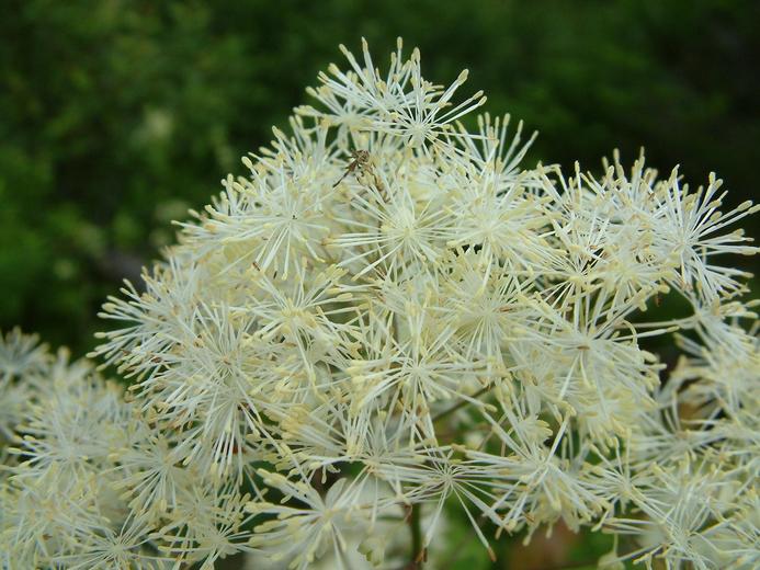 Thalictrum pubescens Thalictrum pubescens