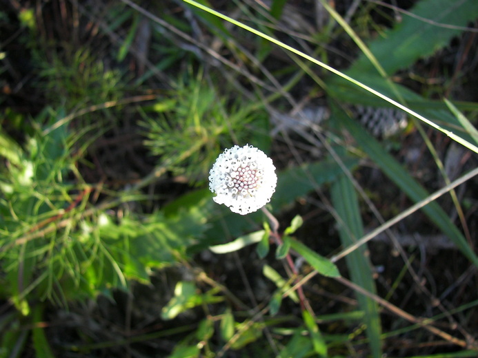 Melanthera parvifolia