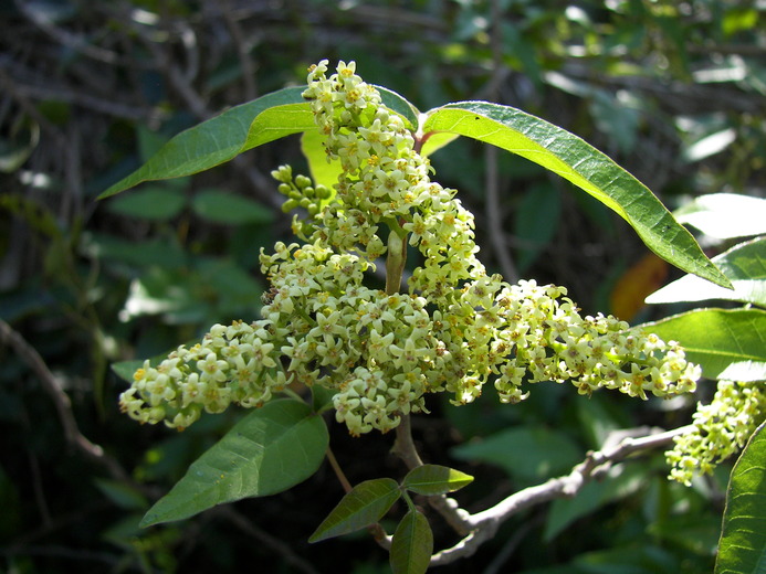 Toxicodendron radicans Toxicodendron radicans