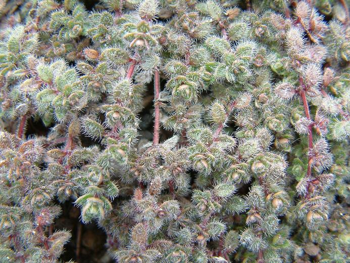 Thymus praecox ssp. britannicus Thymus praecox ssp. britannicus